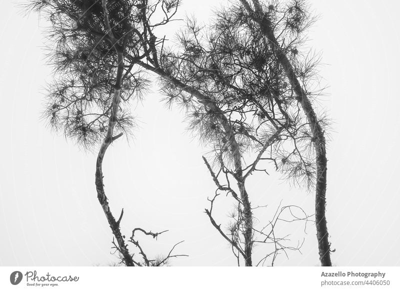 Evegreen tree ground view. Tree view against the sky. plant natural outdoor winter leaf isolated bare fall beautiful design texture season forest rural