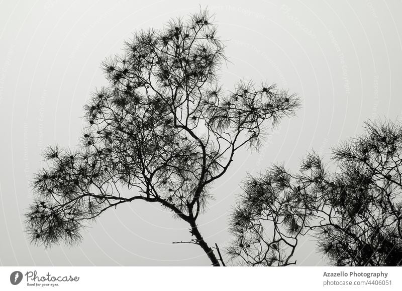 Evegreen tree ground view. Tree view against the sky. plant natural outdoor winter leaf isolated bare fall beautiful design texture season forest rural