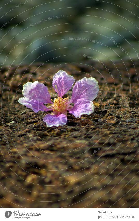 Pink color of Queen's flowers fall on laterite stone floor beautiful nature ground block walkway flooring plant floral pink garden blossom botany blooming queen