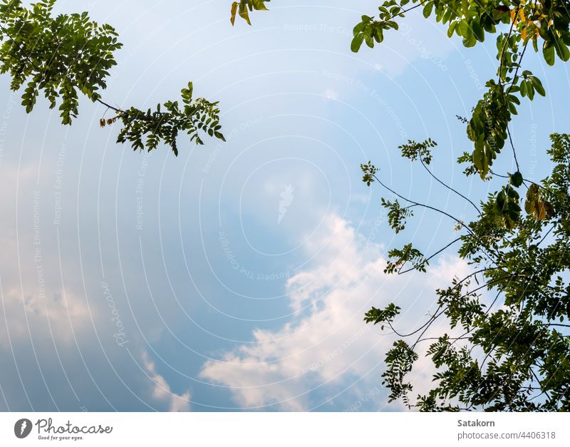 A Low Vantage Point to the leaves of tree , Looking up to the sky through light sun forest green branches nature sunlight background wood color park summer