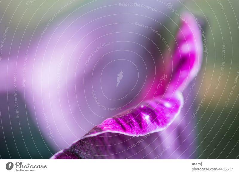 White border of a petal Blossom Blossom leave Spring Flower Delicate purple detail Macro (Extreme close-up) naturally Violet Blossoming Plant Nature