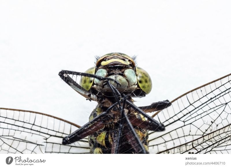 Macro shot of a dead dragonfly in front of a white background Dragonfly Insect Death Macro (Extreme close-up) Animal Animal portrait Grand piano Insect legs