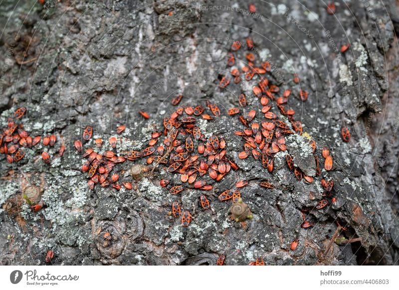 Fire bugs on a tree Bug Firebug Pyrrhocoris apterus Fire-colored beetle cobbler beetle insects horde Hordes Beetle Red Insect lion's mane beetle bark