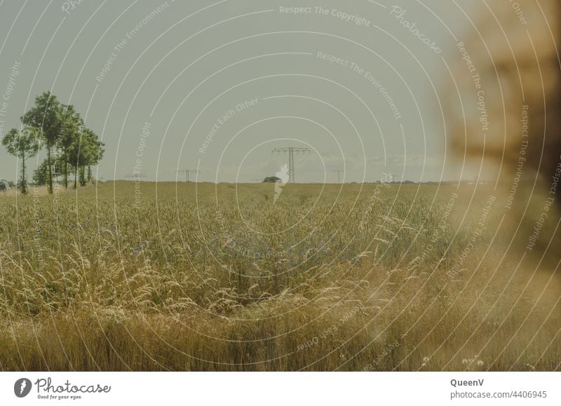 A person looks at a wheat field in summer Field Wheatfield Nutrition Summer ardor Grain Agriculture Grain field Cornfield Ear of corn Plant Harvest Environment