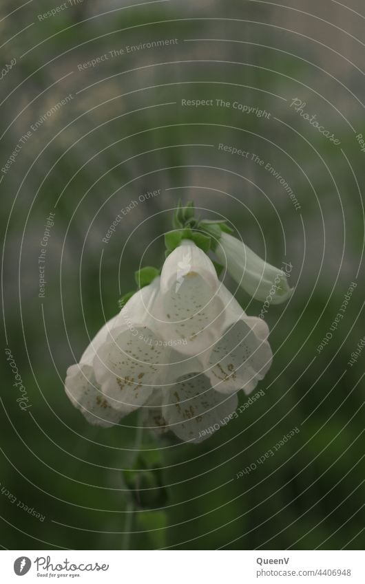 digitalis Thimble White Close-up Blossom Detail Wild plant Spring Summer Flower Plant Nature Macro (Extreme close-up) Blossom leave pretty Colour Botany Growth