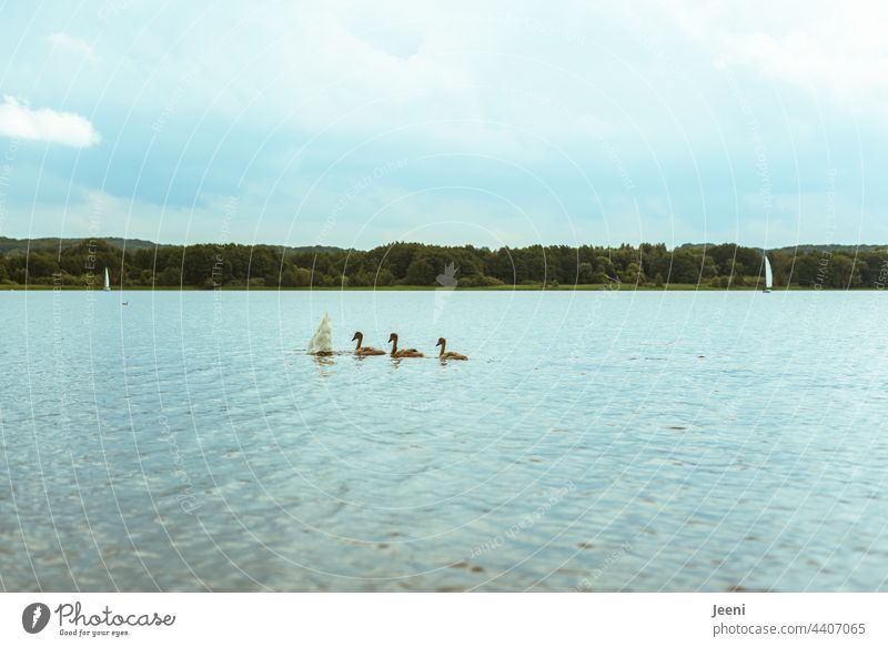 Head under water - tail up high Swan swans be afloat Lake Bird White Water pretty Pride Swan Lake Elegant swan family Family young animal Domestic happiness