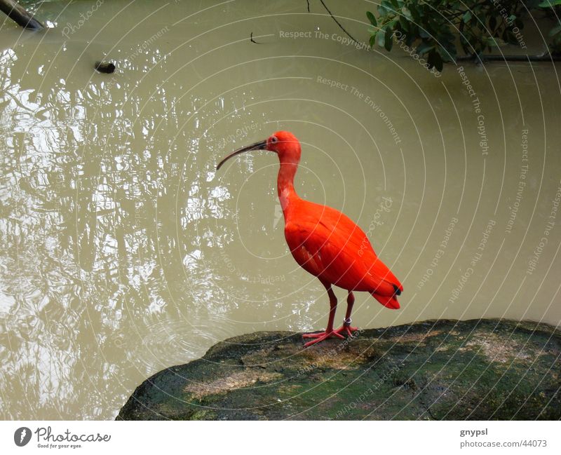 red Sichler Bird Red Dreary Gaudy Glossy Ibis Water