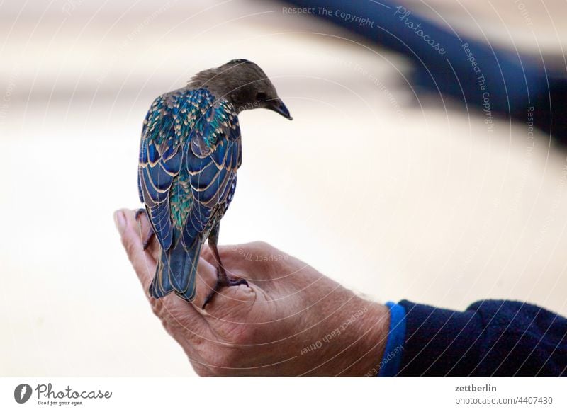 Zahmer Star vogel star gemeiner star Sturnus vulgaris hand mann sitzen halten rücken rückansicht zahm halbzahm neugier nachbarschaft gemeinschaft