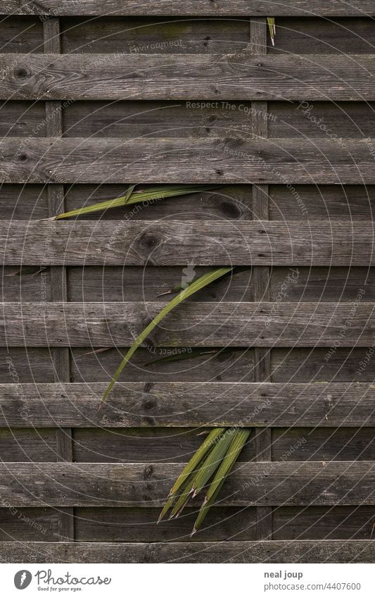 Lone palm leaves peek through the cracks of a dark wooden fence Plant Leaf Palm tree palm leaf Fence Wooden fence opaque Garden fence Green Contrast captivity