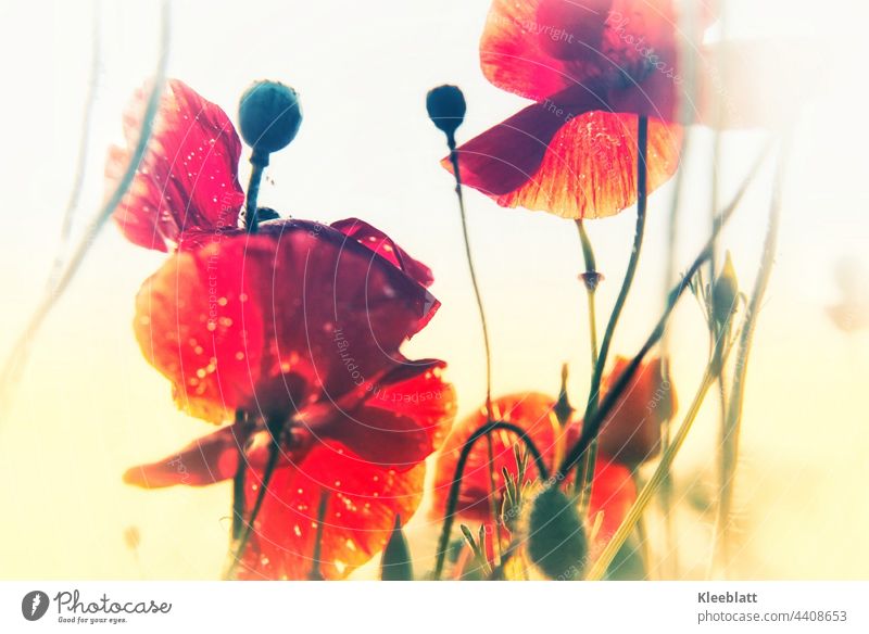 Poppies backlit - artistic Poppy blossom Flower Plant Blossom Red Exterior shot Nature Summer Corn poppy Meadow Poppy field red poppy Idyll Intensive