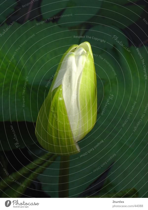 bud Water lily Pond Blossom White Bud