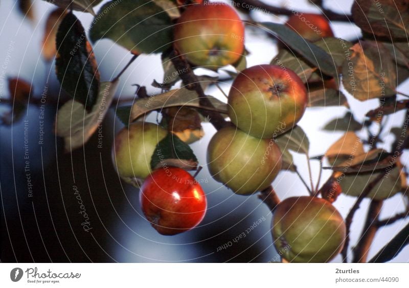 roo cheeks Colour photo Exterior shot Deserted Day Fruit Apple Green Red Apple tree Poisoned rosy-cheeked Twig