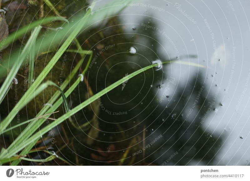 green grasses reach into the water and are reflected in it Water Pond plants reflection tranquillity relaxation Meditation Nature blurriness