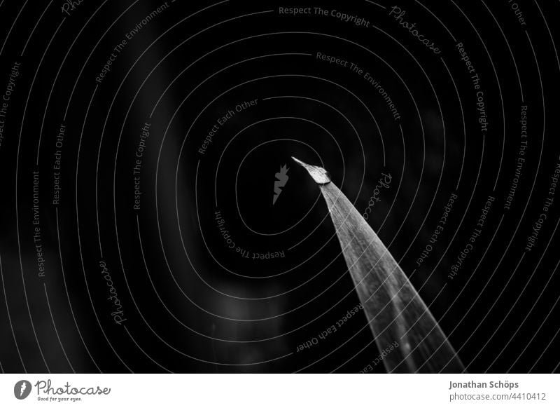 blade of grass with water drop close up dark black and white Fern Close-up Dark Black & white photo black-and-white high contrast somber Artistic Noble Plant