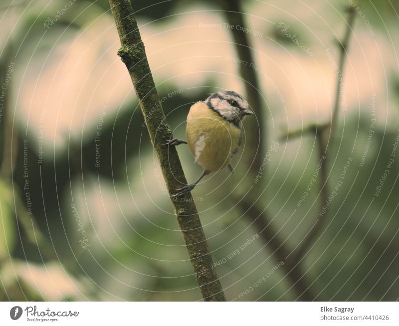 Blue tit shortly before departure Tit mouse Bird Animal Exterior shot Animal portrait Day Deserted Shallow depth of field