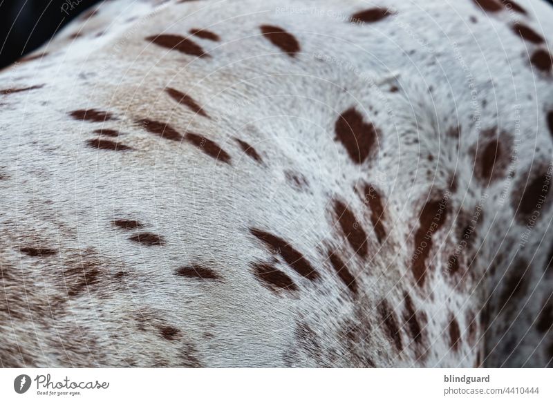 White horse ... Clip before the ride 2 Horse Farm animal domesticated ungulate detail Grey Gene hair Animal Pelt Hair and hairstyles Deserted Colour photo Brown