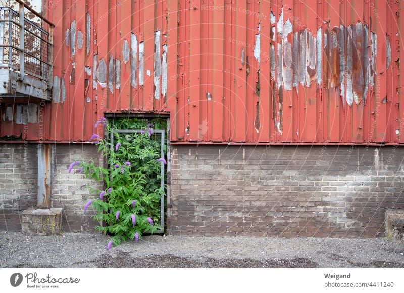 The future is green Green Coalition SPD policy Wall (building) Wall (barrier) Industry Old Future Optimism change Red Gray lostplace