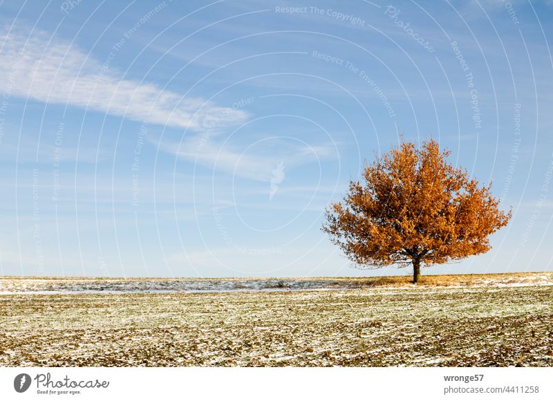 Single deciduous tree at the edge of a field in the Magdeburger Börde Tree Deciduous tree Autumn Autumnal Margin of a field off the beaten track Magdeburg Börde