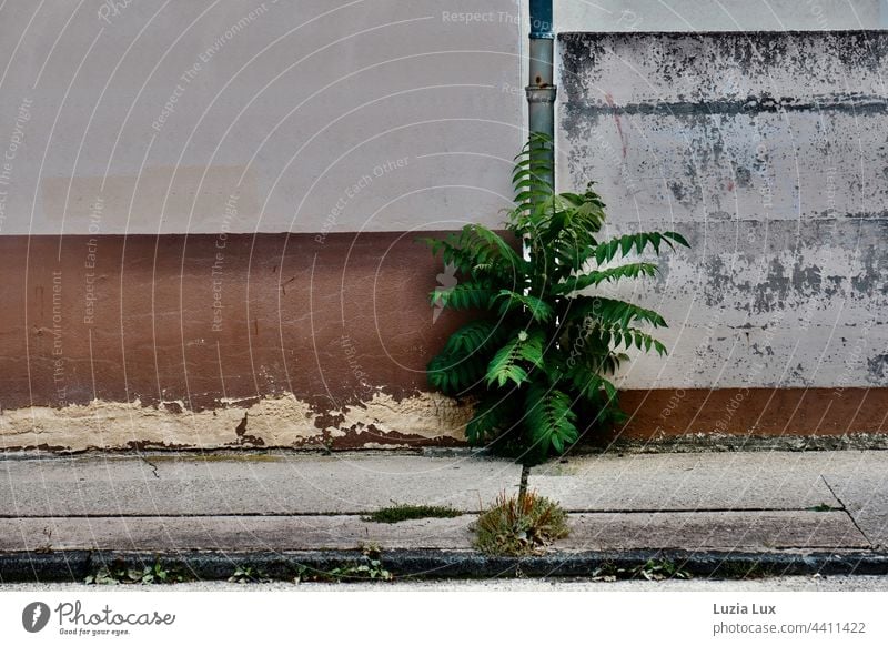 a young god tree pushes through a crevice in the wall next to a gutter into the light, in front of it a cracked, mossy sidewalk tree of the gods Moss Sidewalk