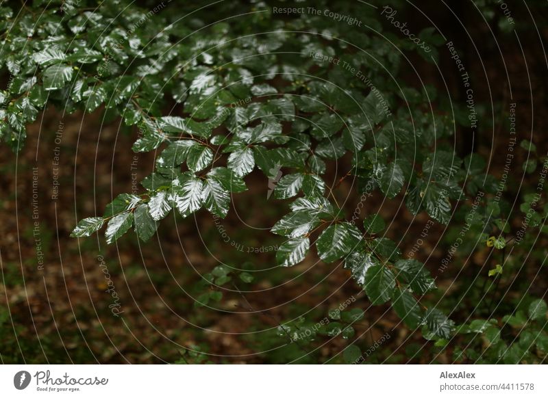 Branch with wet green leaves of a beech over leafy ground foliage Tree Twig Deciduous soil Forest Wet chill Dark Oxygen hike Trip Nature Beech tree