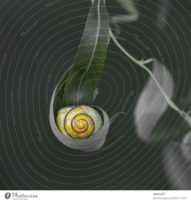 yellow snail shell lies hidden in the willow leaf Crumpet Snail shell Leaf Nature Macro (Extreme close-up) Forms and structures Protection Safety (feeling of)