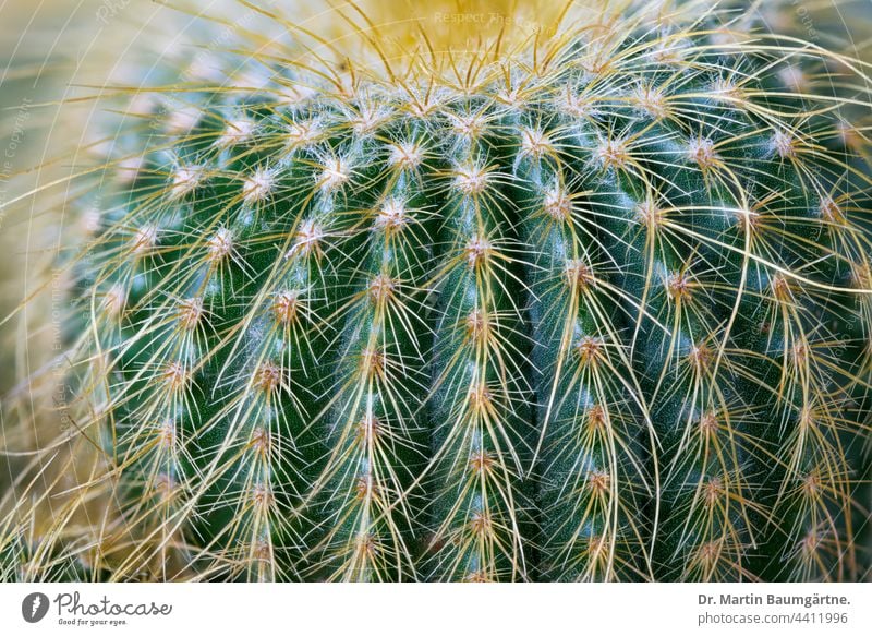 Close-up of Parodia leninghausii, a cactus from Brazil Cactus Plant Parodia lenninghausii Leninghouse's parrot Notocactus leninghausii cactaceae succulent