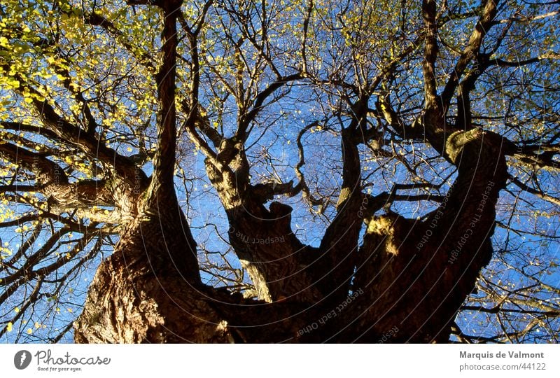 progenitor Tree Lime tree Treetop Tree bark Deciduous tree Headstrong Branchage Twigs and branches Sun Tree trunk Perspective Old fissured Crutch Sky Blue