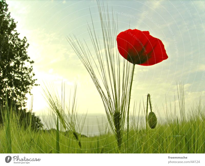 poppy seed with ear Corn poppy Field Ear of corn Meadow Red Green Hayfield Nature Sun Grain spike grassland