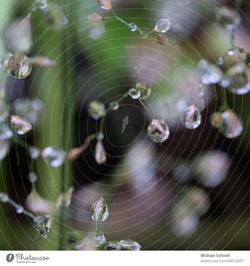 Small raindrops on a plant Rain Drop Drops of water Water Wet Macro (Extreme close-up) Damp Reflection Plant Structures and shapes Foliage plant Light Delicate