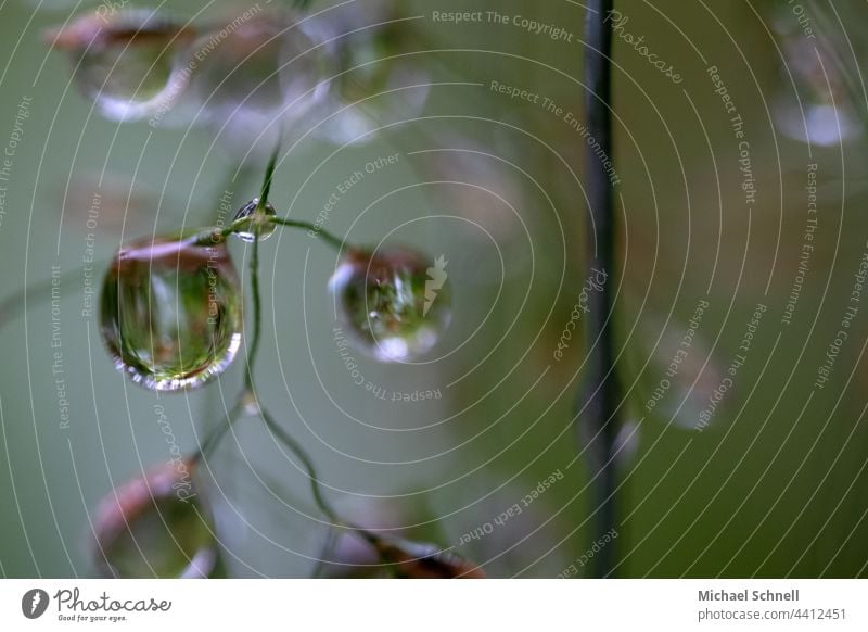 Small raindrops on a plant Rain Drop Drops of water Water Wet Macro (Extreme close-up) Damp Reflection Plant Structures and shapes Foliage plant Light Delicate