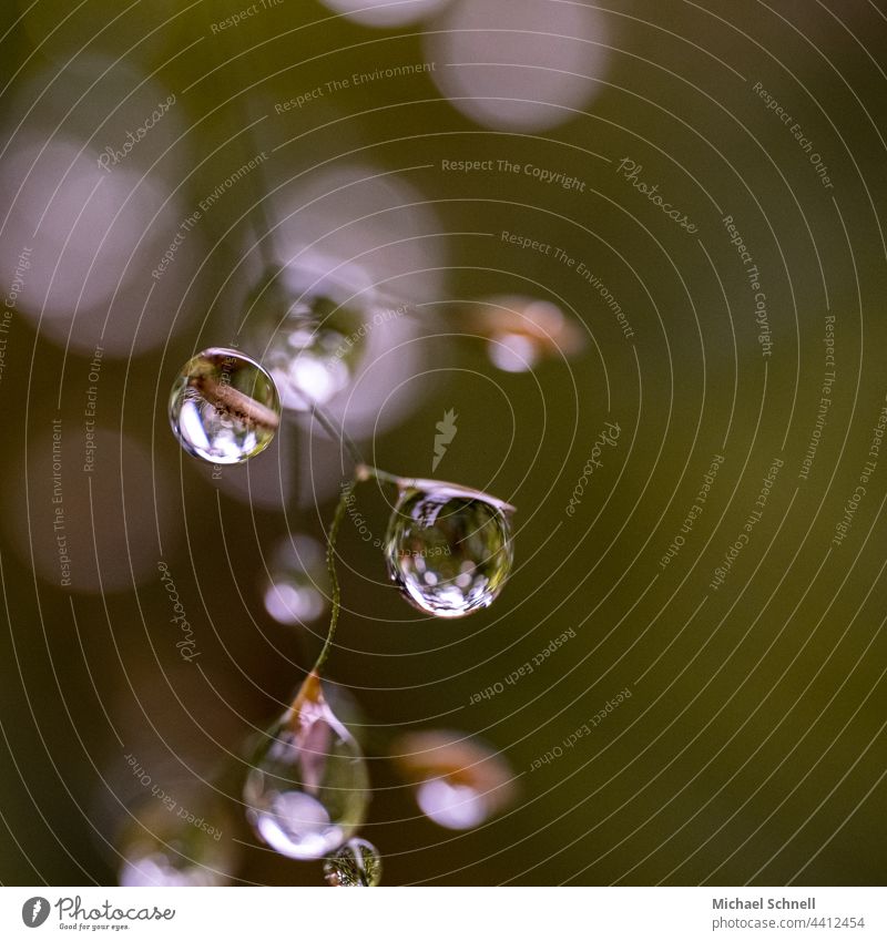 Small raindrops on a plant Rain Drop Drops of water Water Wet Macro (Extreme close-up) Damp Reflection Plant Structures and shapes Foliage plant Light Delicate