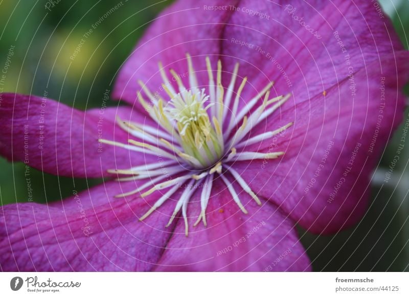 Purple Flower Blossom Violet Plant Close-up Detail Pollen bloom purple lilac