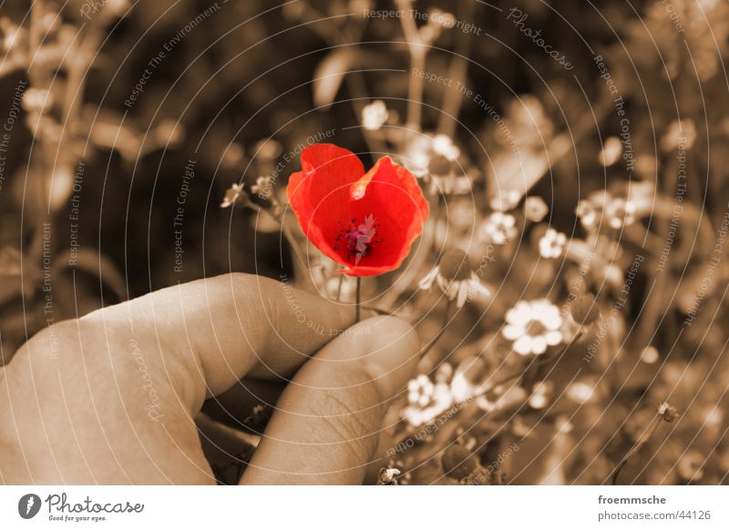 a poppy for you Play of colours Poppy Hand Red Field Close-up Nature Sepia Detail