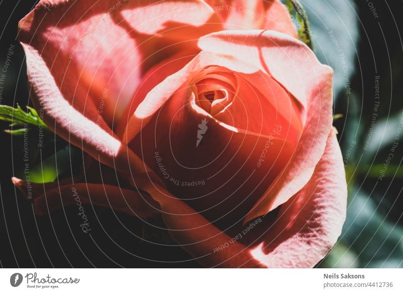 Closeup of beautiful orange red rose in garden. Pale Red orange rose flower on background blurry rose flower with leaves in the garden of roses. Care of garden bush roses