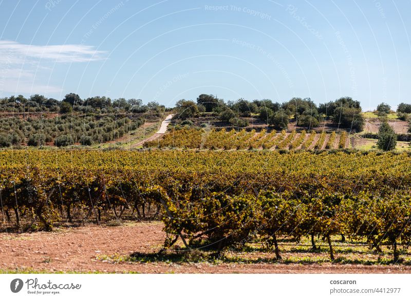 Vineyards on a Priorat, Catalonia, Spain agriculture background blue card catalonia countryside europe farm fruit grape grapes grapevine green