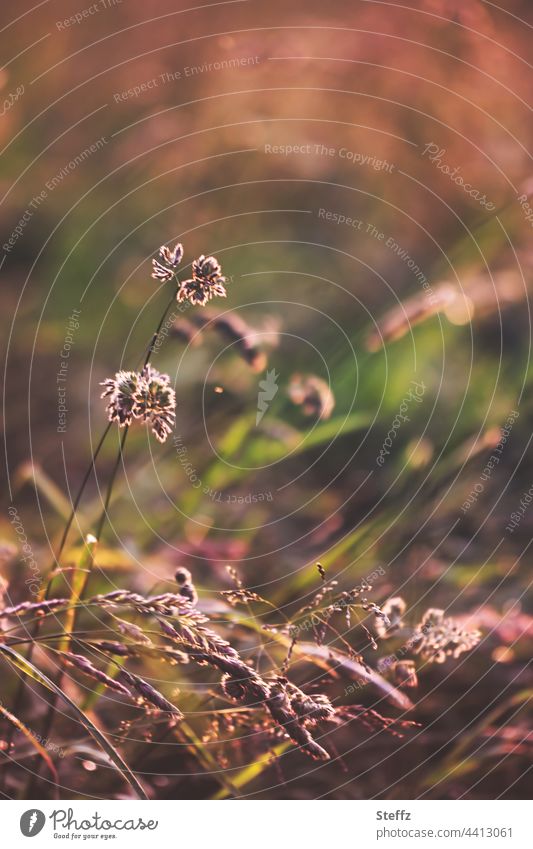 Grasses in the afternoon light Summer grass Summer Tired ardor heat wave summer heat warm Summer warmth Summer Colours grasses Grass meadow Tuft of grass