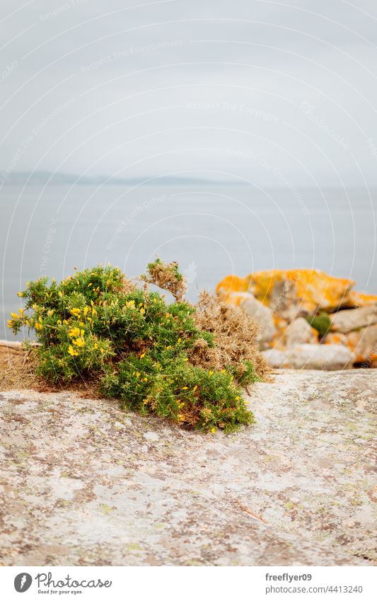 Toxo plant growing on rocks toxo tojo galicia tourism landscape mediterranean sea seascape granite horizon copy space nobody beach day nature water ocean