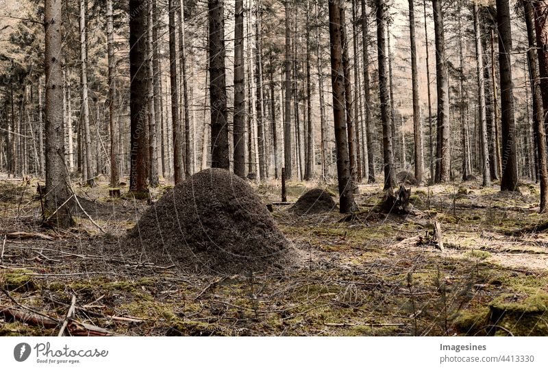 Anthill in the forest. mysterious forest landscape. Spruce forest and ant hill, light illuminates forest floor covered with moss and creates mystical atmosphere.