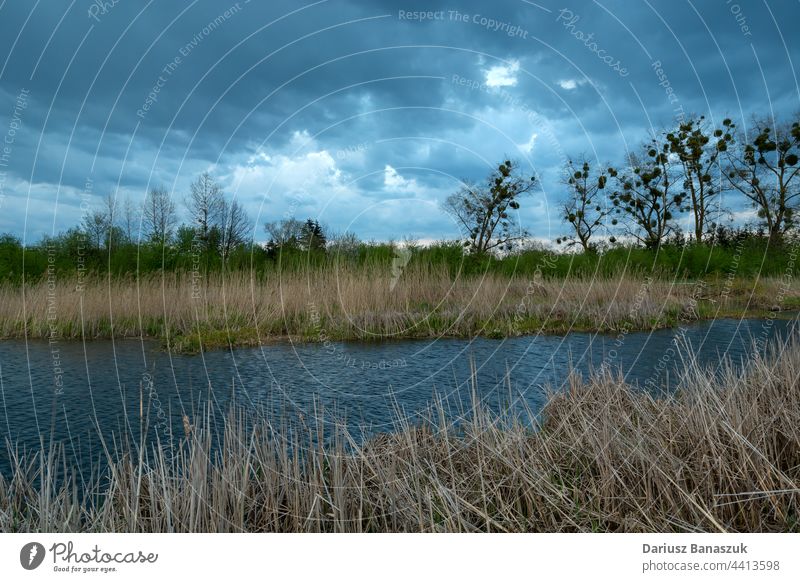 Pond with reeds and cloudy sky, Stankow, Poland pond nature lake water landscape outdoor tree grass summer green background plant environment spring scenic