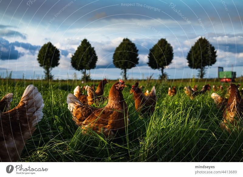 chicken run Farm fowls Free-range rearing free-range chicken free-range chickens Animal Farm animal Exterior shot Colour photo Animal portrait Bird