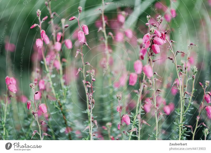 Pink bell heather and ornamental grass in the garden Heathland Moorheide Erica tetralix Blossom Green Garden Close-up Nature Plant Flower naturally Blossoming