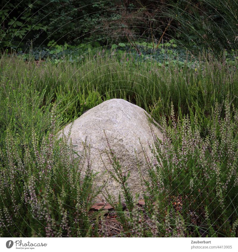 Foundling in the garden // Since the ice age you wander // Your rest is short. foundling Stone Point Garden Lie tranquillity Rest Heathland Heather Garden Green