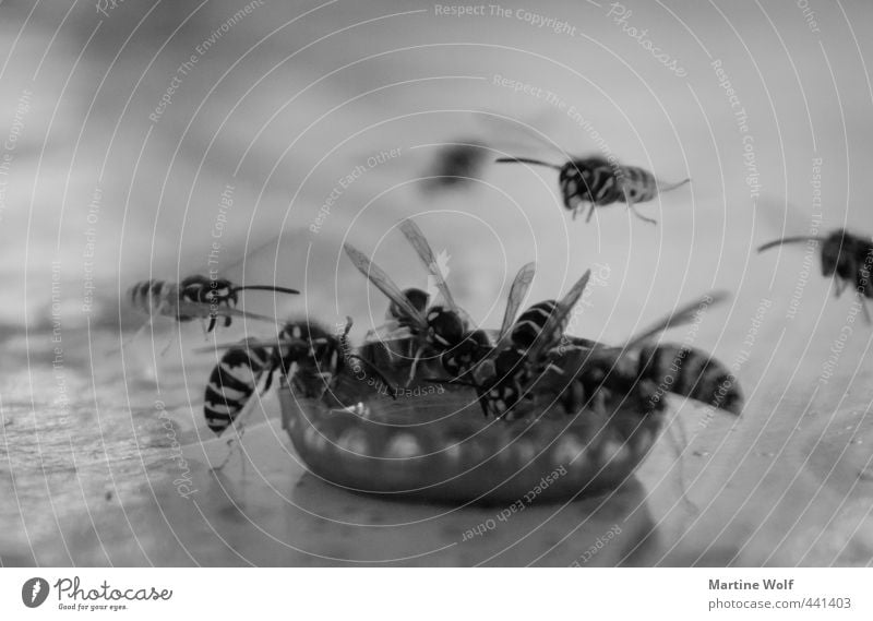 wasp troughs Drinking Nature Animal Bee Wasps Group of animals Flock Crown cork Flying Black & white photo Exterior shot Deserted Shallow depth of field