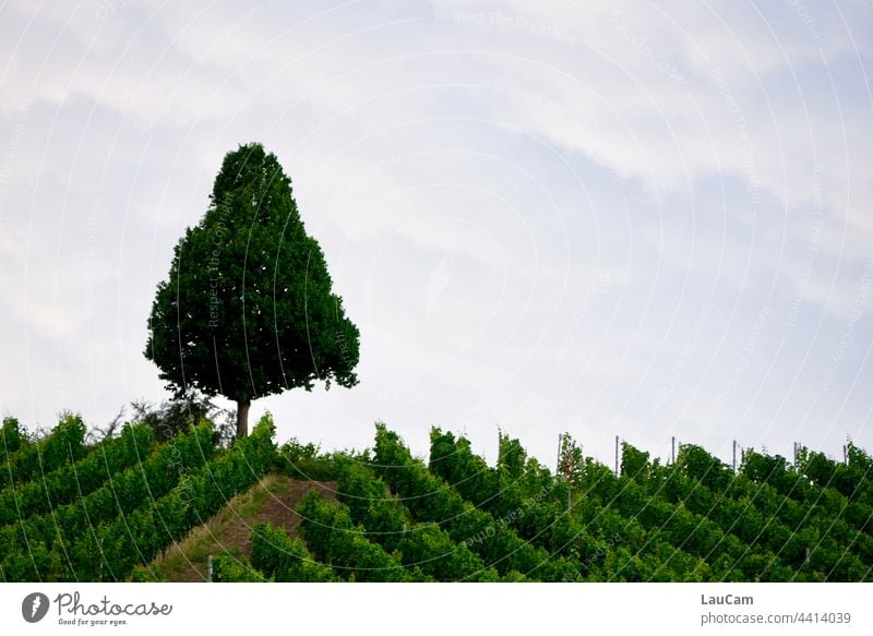 A lone tree overlooks the vineyard Tree Treetop Vine Vineyard Wine growing vines Winery Bunch of grapes vineyard slopes series Row Line lines