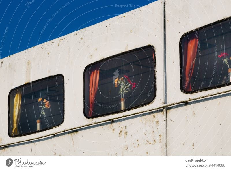 Flowers in the window of an old ship in Denmark Experiencing nature Joie de vivre (Vitality) Subdued colour Abstract Pattern Structures and shapes