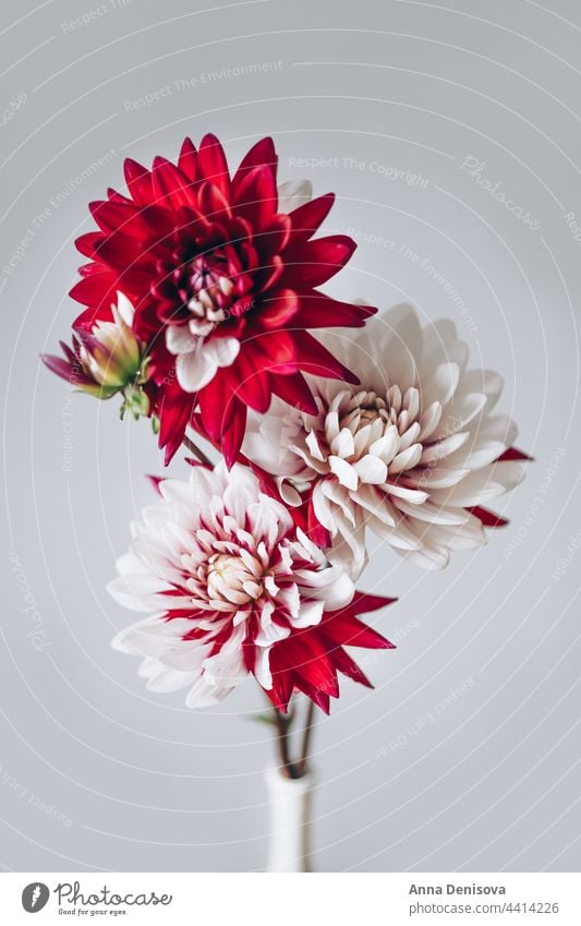 Bunch of red and white dahlias dahlia flower bouquet floral blossom garden bunch of dahlias summer autumn background august season autumn flowers autumn bouquet