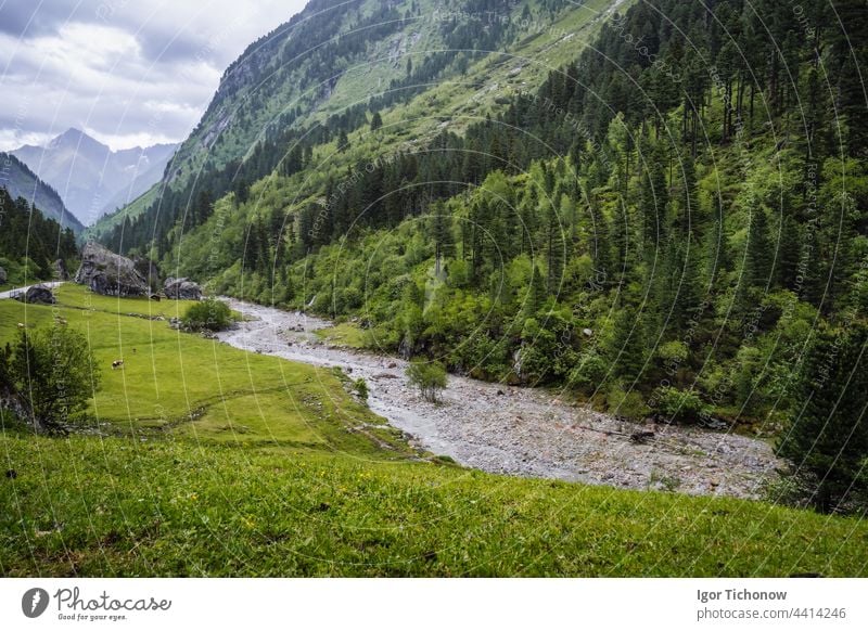 Fir tree forest, mountain river down the valley. Zillertal, Austria, Europe zillertal austria stausee view beautiful hiking tyrol trekking water travel nature