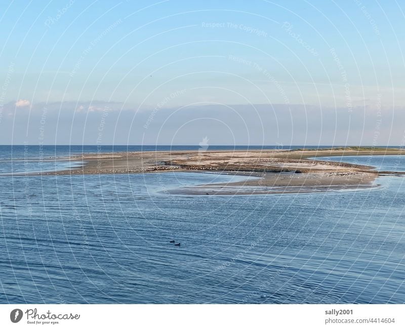 Tides at the North Sea Ocean wide Relaxation Mud flats tranquillity Amrum Landscape Water Blue Sky Horizon Vacation & Travel Sand Far-off places Beach coast