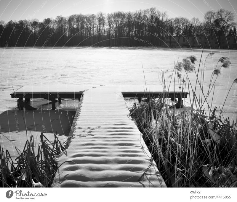 Carpet of snow Footbridge Idyll Calm Wood Lake Lakeside Forest Twigs and branches Reeds Bushes Tree Snow Frost Ice Beautiful weather Winter Horizon