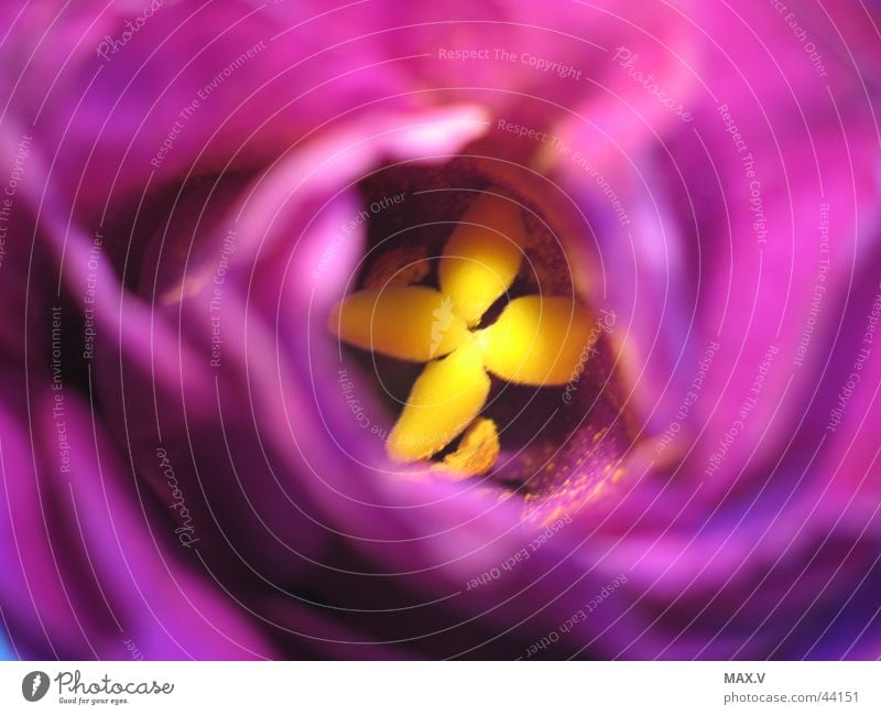 View into the depth Blossom Flower Leaf Blossom leave Violet Yellow Pistil Pollen Blur Near Detail